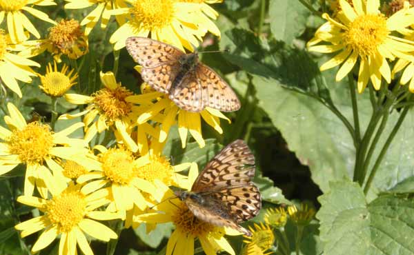 zwei Schmetterlinge (Foto: Georg Pfister)