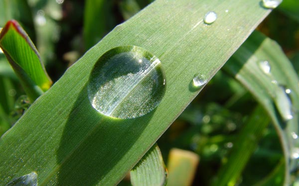 Tautropfen (Foto: pixelio.de)